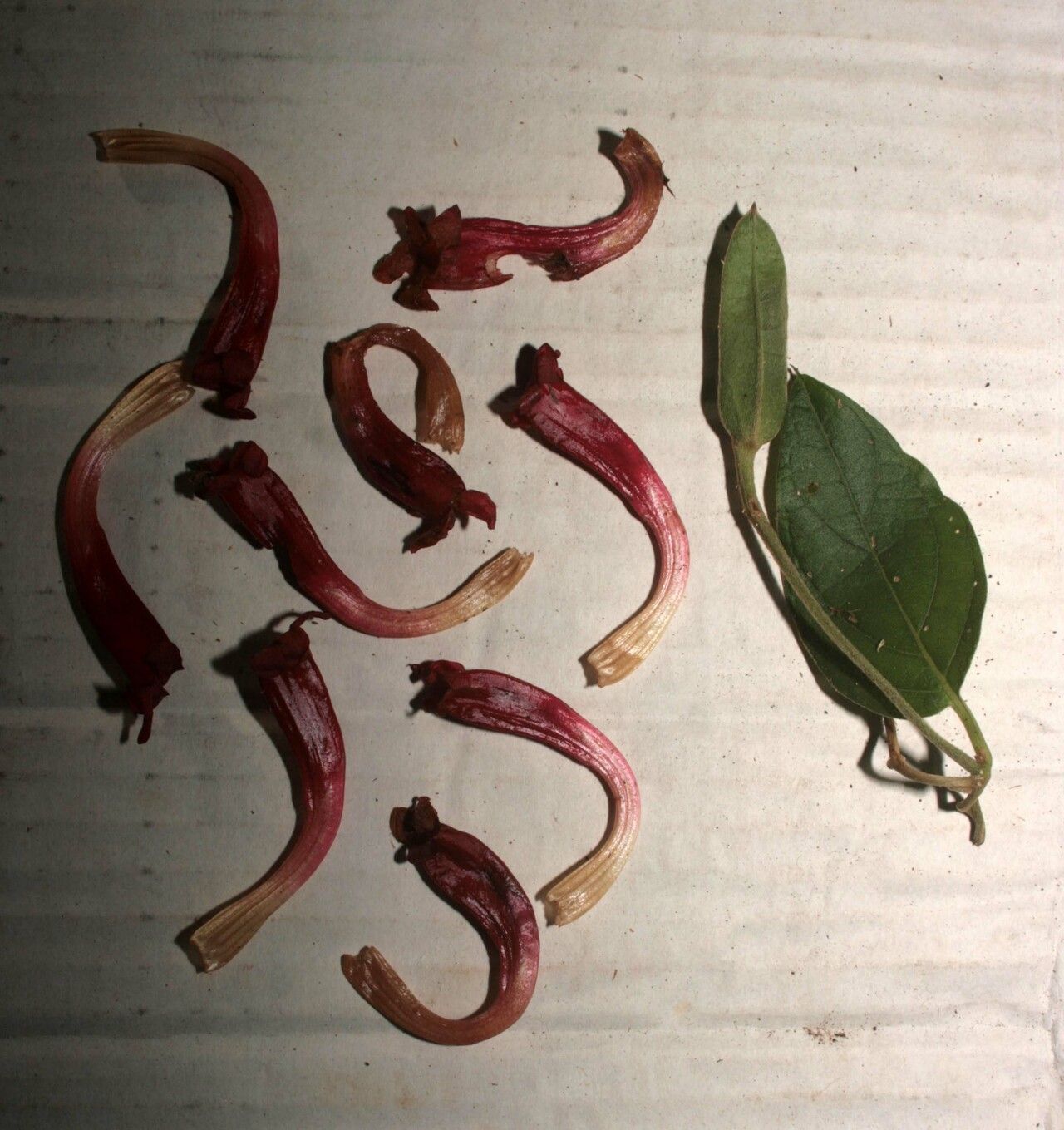 Mendoncia hoffmannseggiana flower