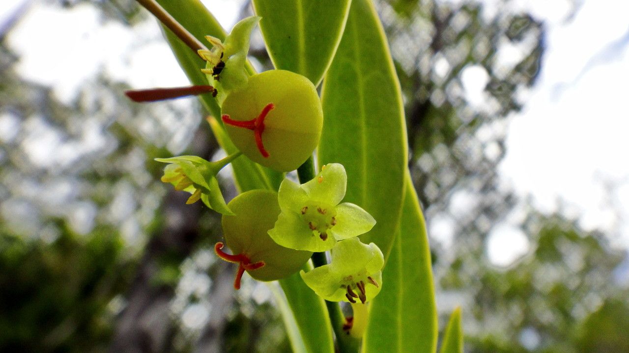 Phyllanthus francii — houseplant care guide