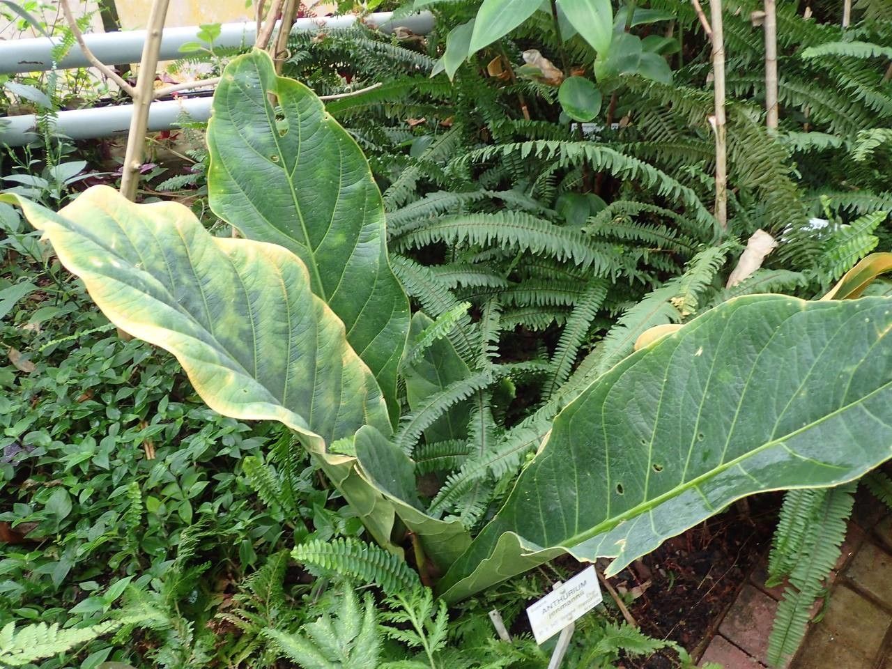 Anthurium jenmanii habit