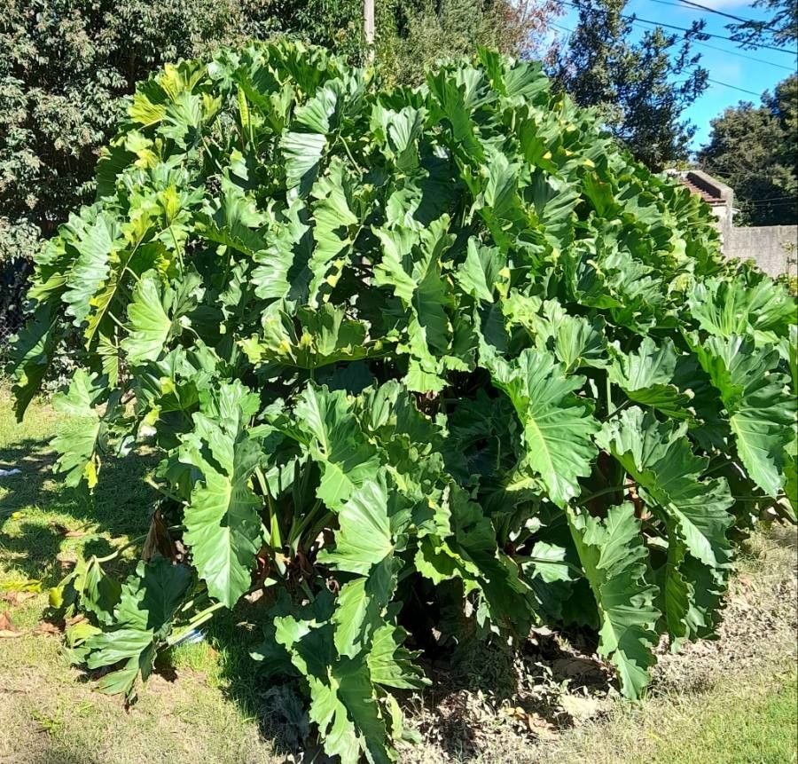 Thaumatophyllum undulatum habit