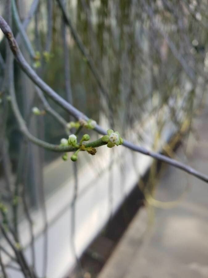 Cynanchum viminale flower