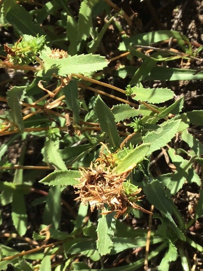 Grindelia integrifolia leaf
