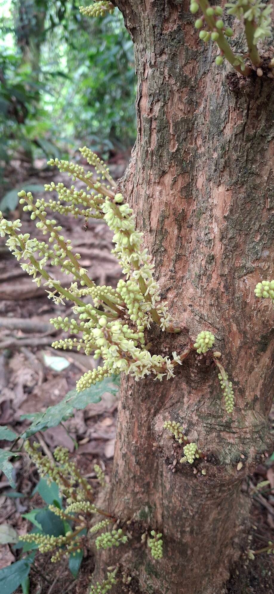 Baccaurea parviflora flower