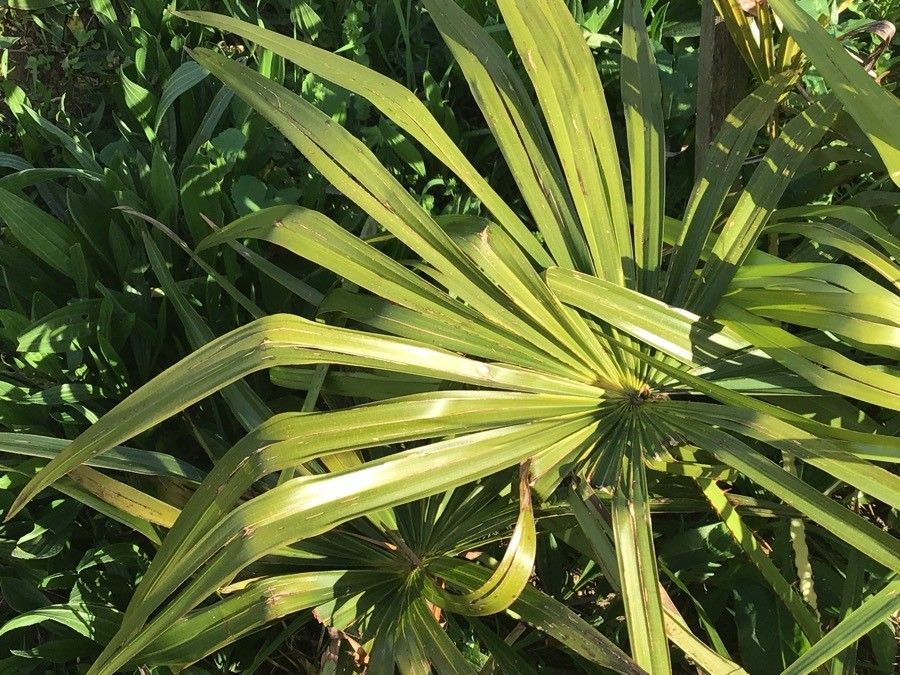 Livistona australis leaf