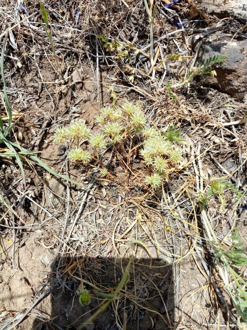 Cardionema ramosissimum leaf