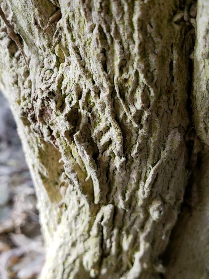 Buxus harlandii bark