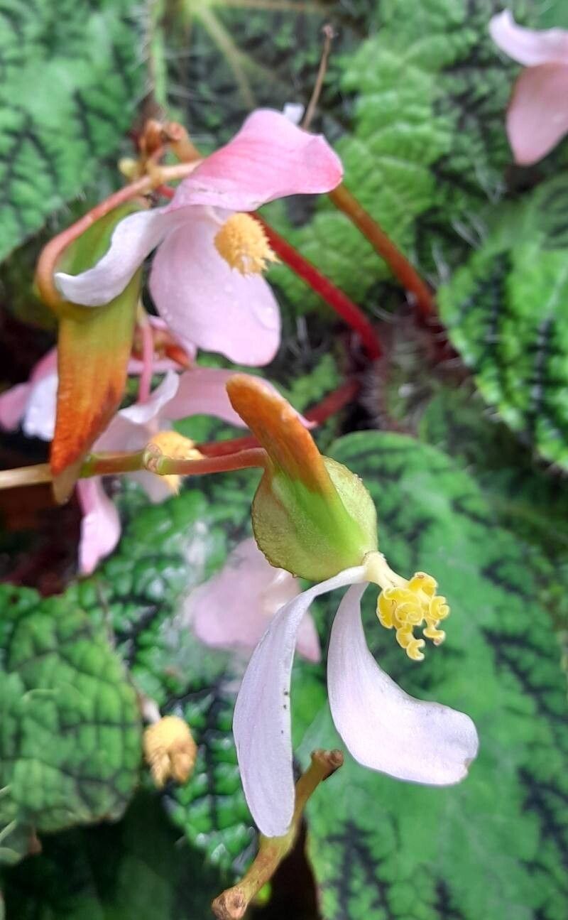 Begonia longiciliata flower