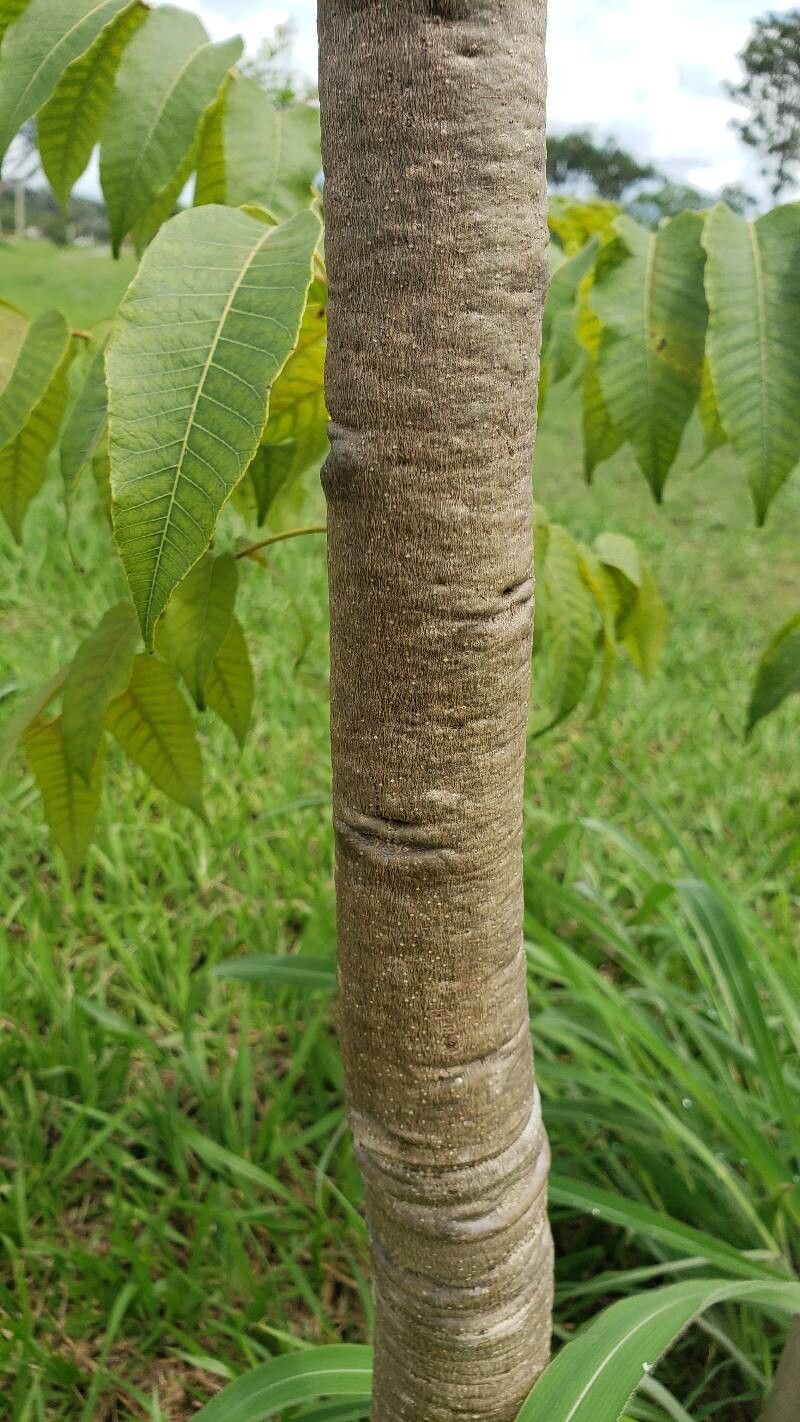 Astronium fraxinifolium bark
