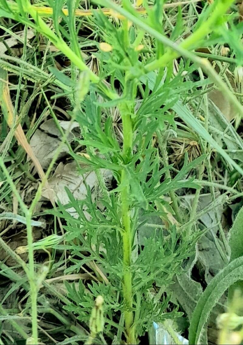 Lepidium bonariense — search result for 'Lepidium'