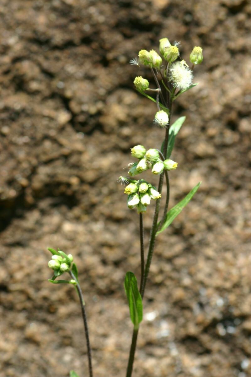 Eschenbachia gouanii — related species from the same genus