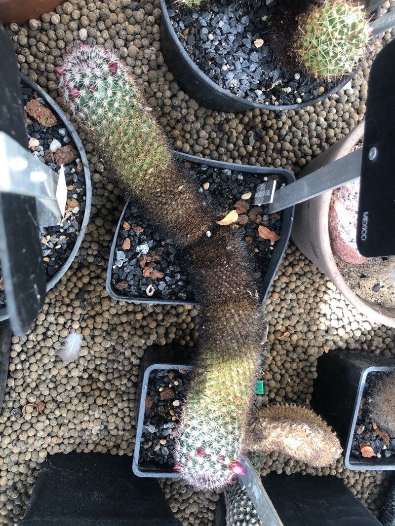 Mammillaria duoformis — search result for 'Mammillaria'