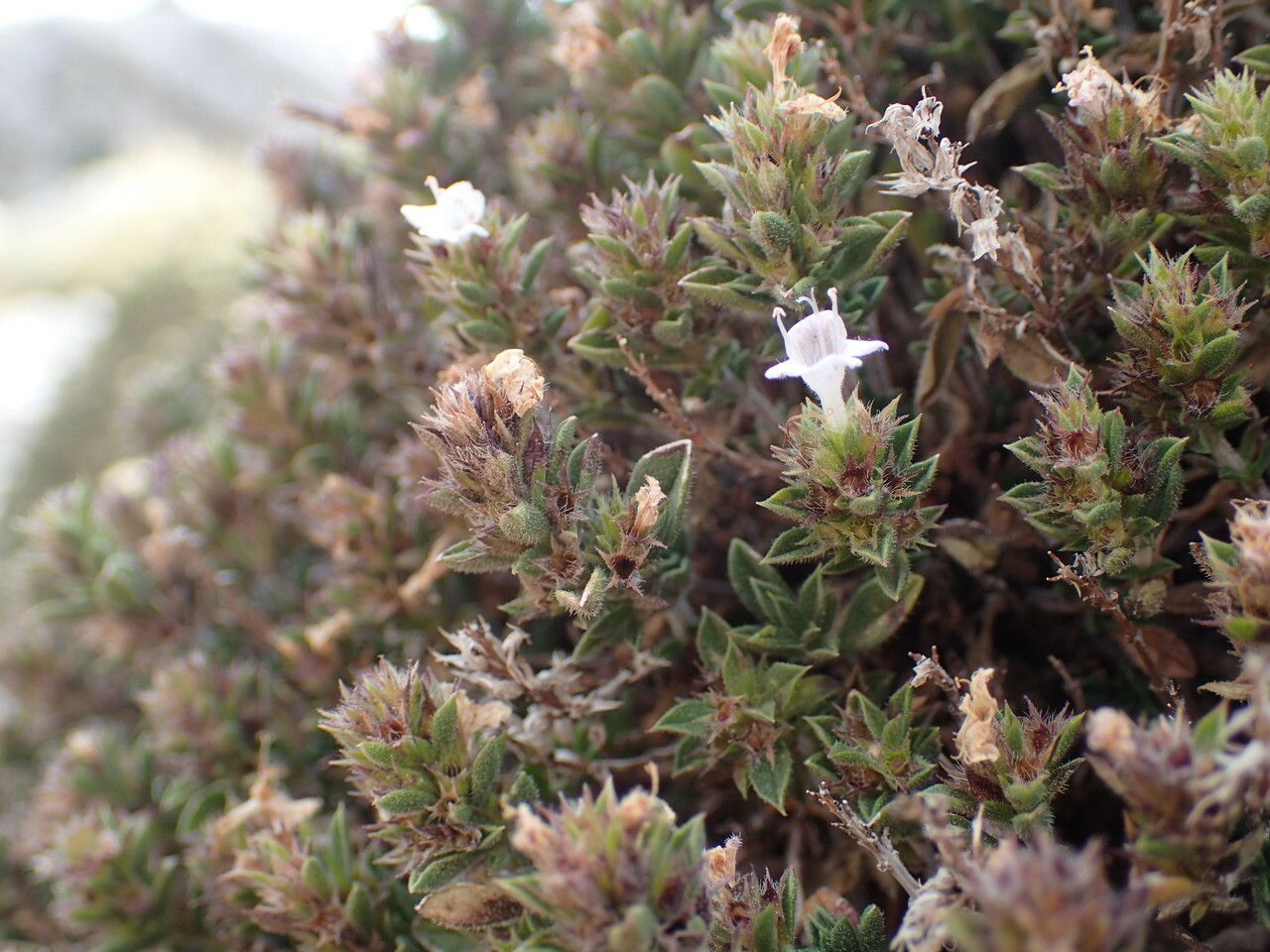 Satureja parnassica flower