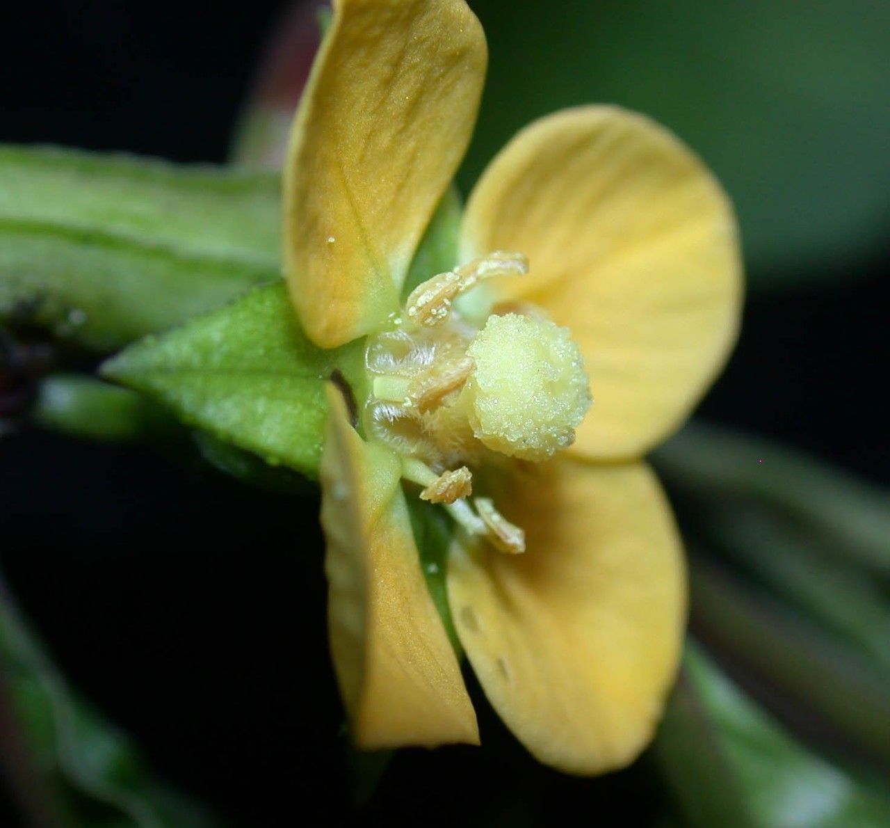 Ludwigia latifolia flower