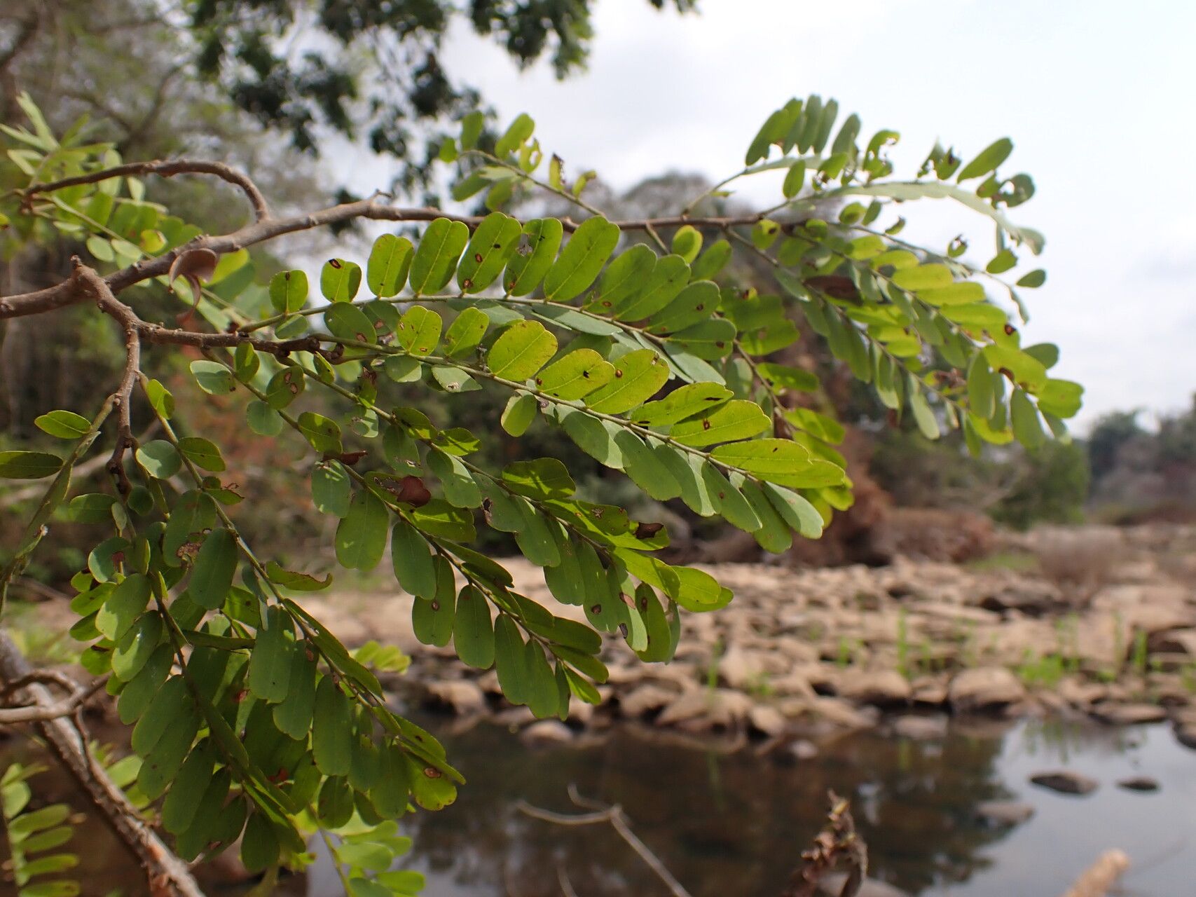 Dalbergia afzeliana leaf