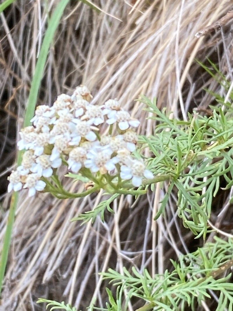 Achillea chamaemelifolia flower