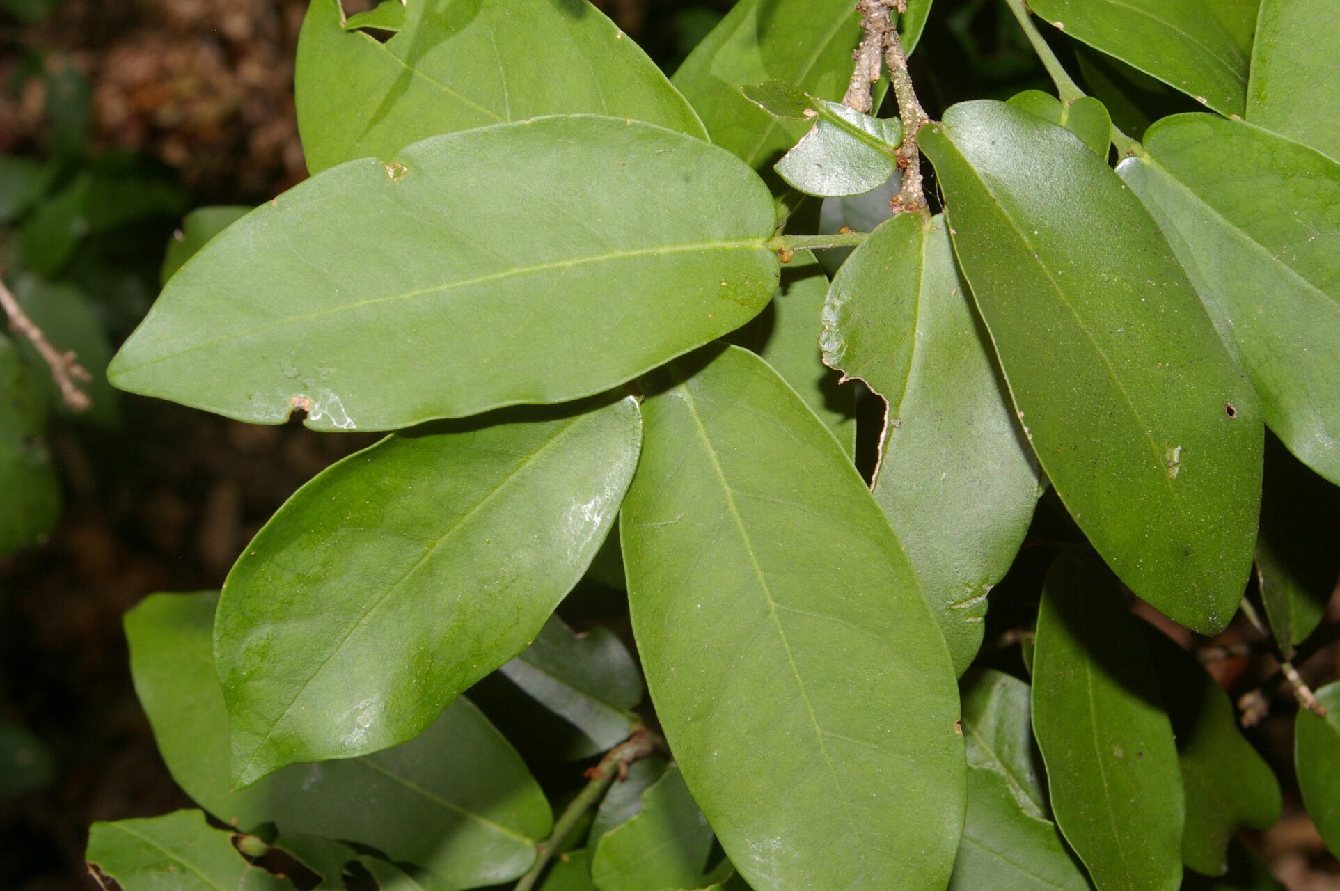 Morisonia verrucosa — houseplant care guide