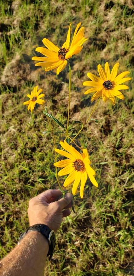 Helianthus angustifolius habit