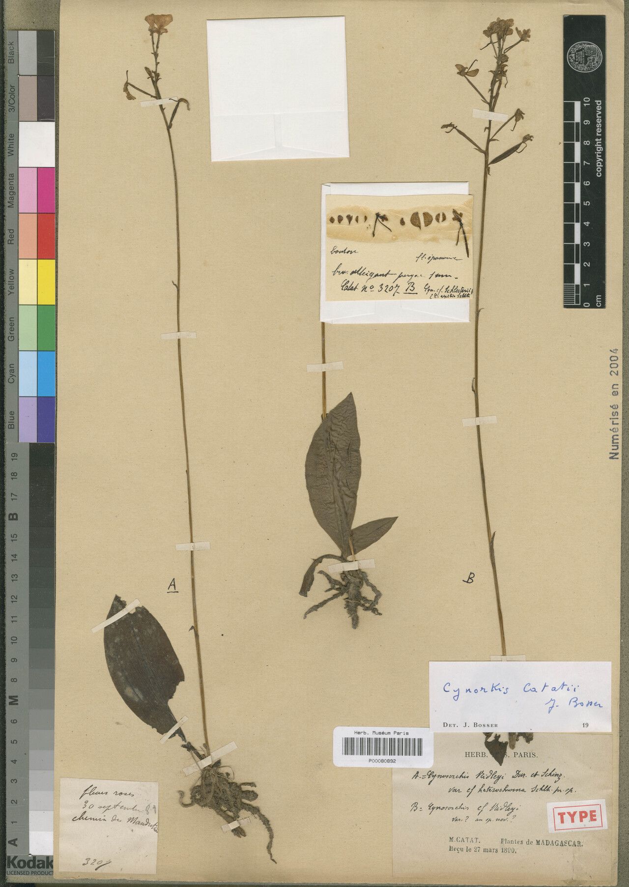 Cynorkis catatii — houseplant care guide