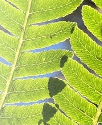 Diplazium esculentum — search result for 'Malaysia'