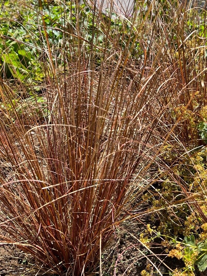 Carex buchananii leaf
