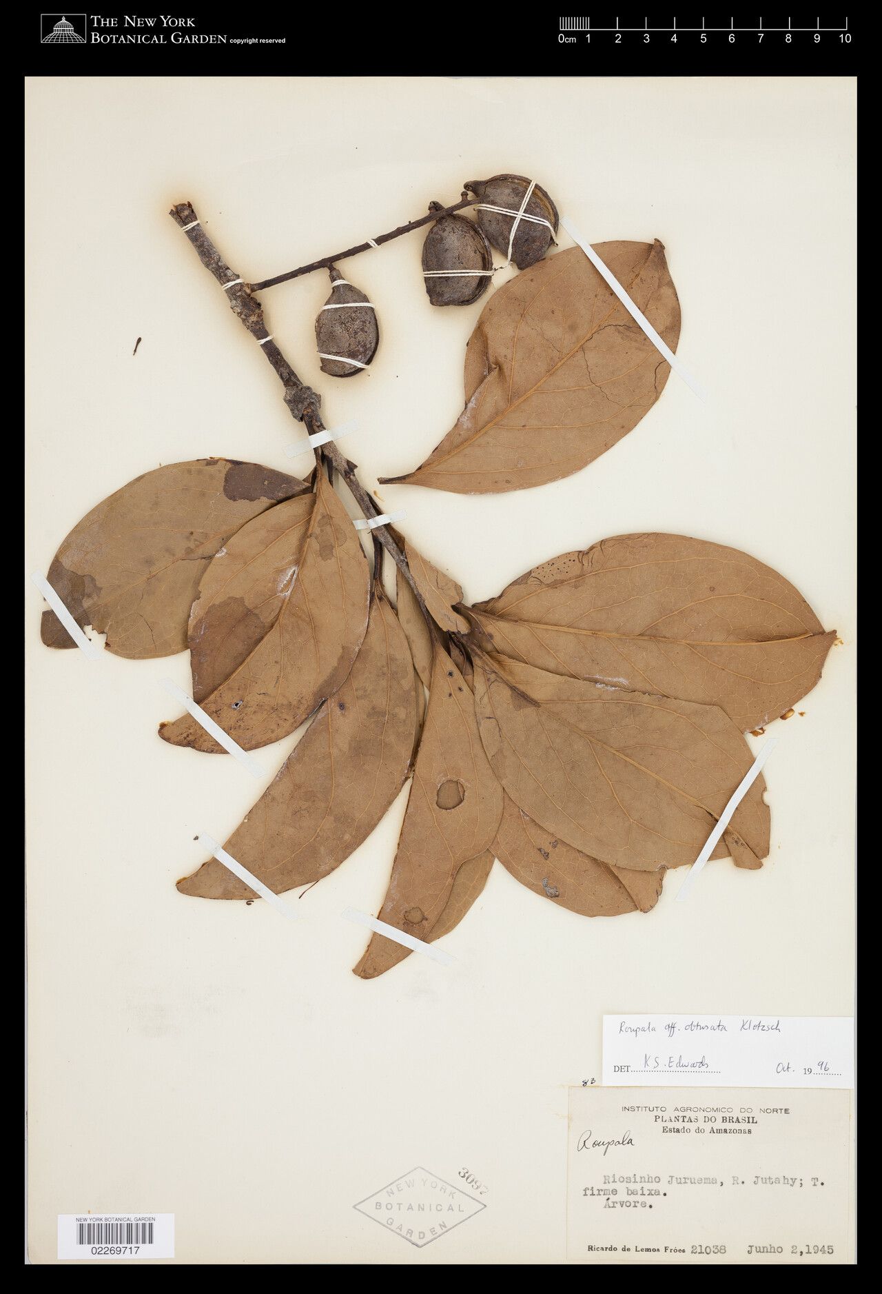 Roupala obtusata fruit