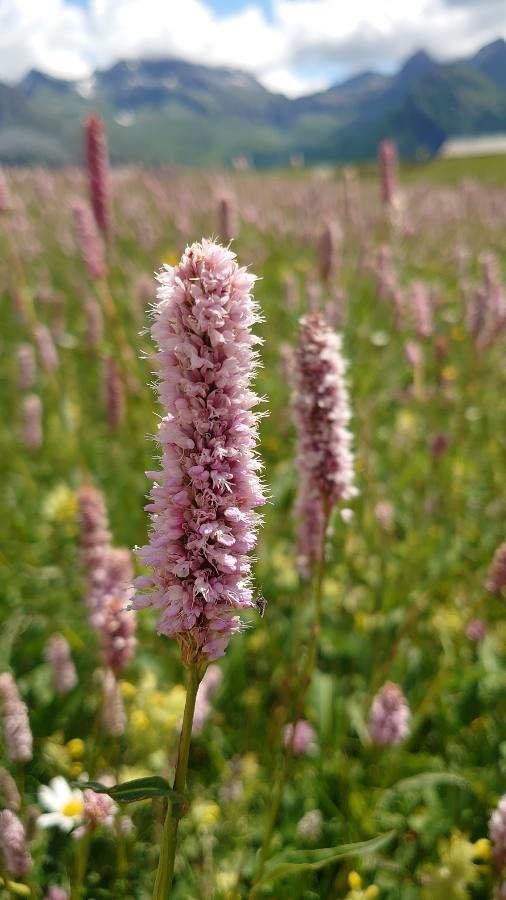 Bistorta officinalis flower