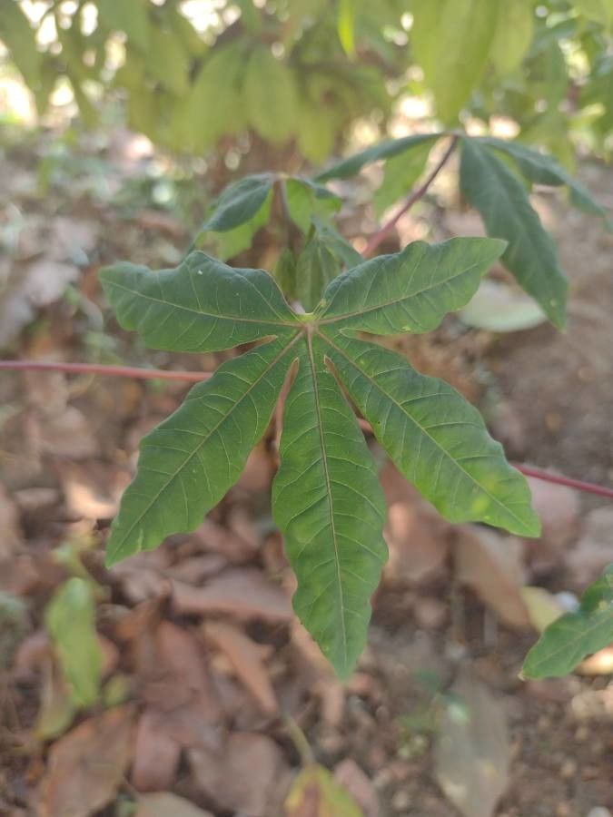 Manihot aesculifolia leaf