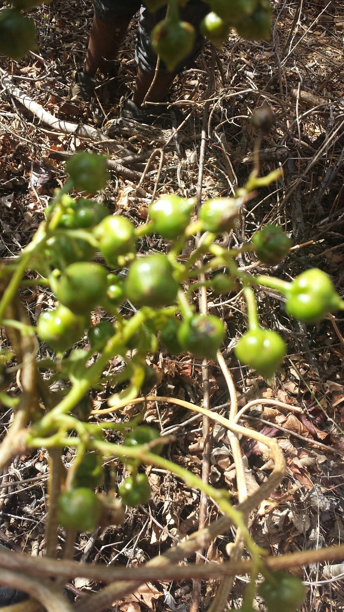 Bourreria schatziana fruit