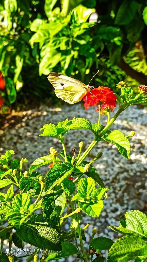 Lantana horrida — search result for 'Verbena'