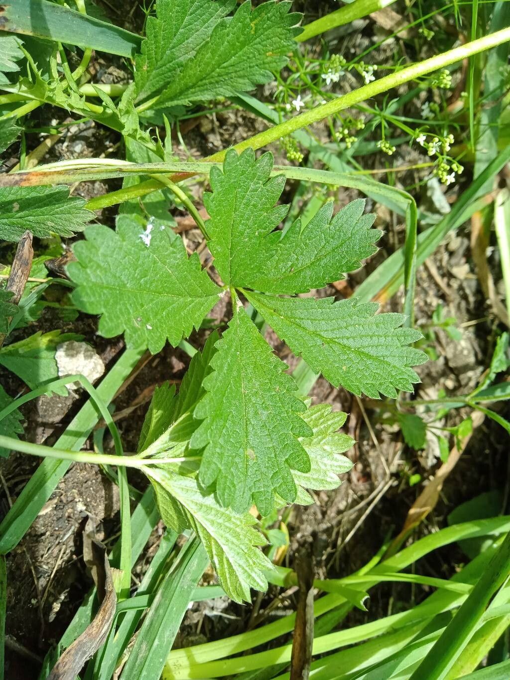 Potentilla delphinensis leaf