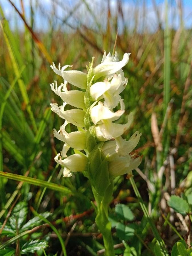 Spiranthes romanzoffiana flower