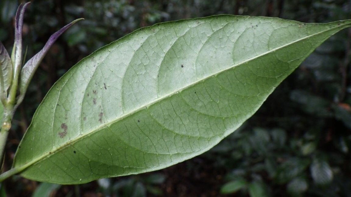 Pauridiantha triflora — houseplant care guide