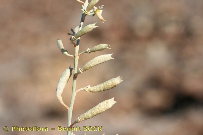 Reseda scoparia fruit