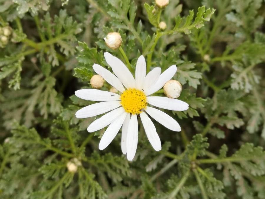 Argyranthemum hierrense flower