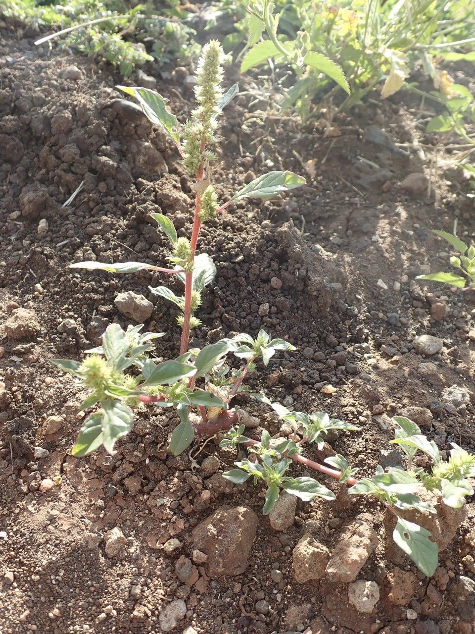 Amaranthus dubius habit