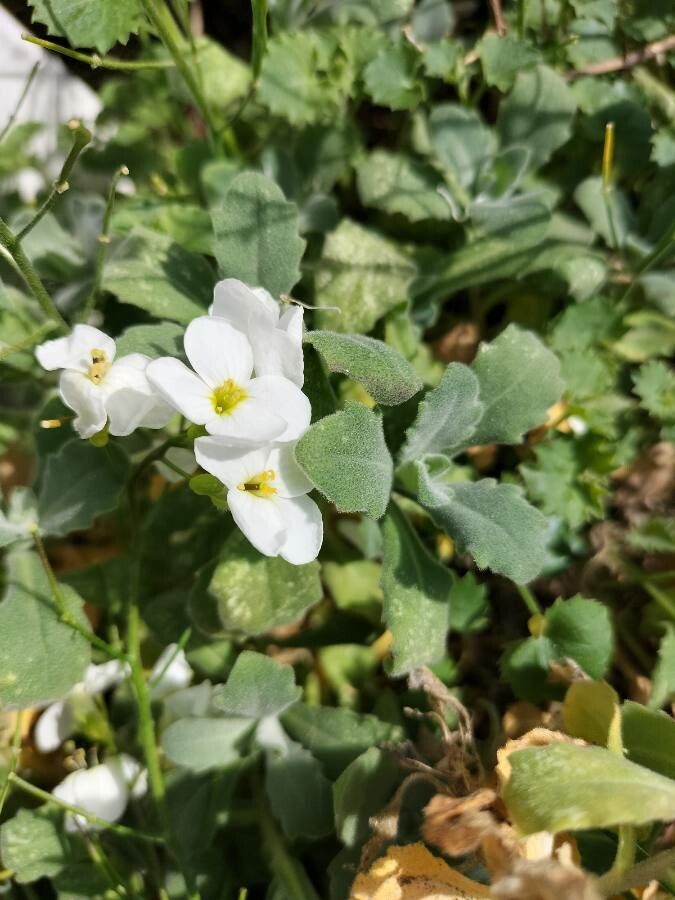 Arabis caucasica leaf