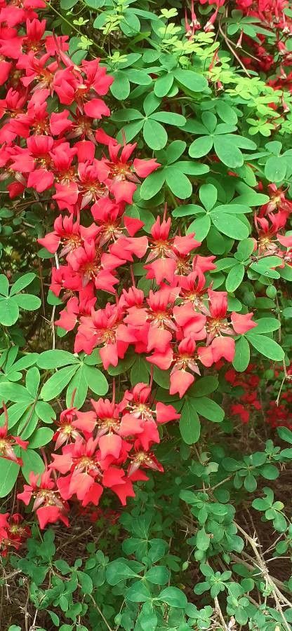 Tropaeolum speciosum — search result for 'Tropaeolum'