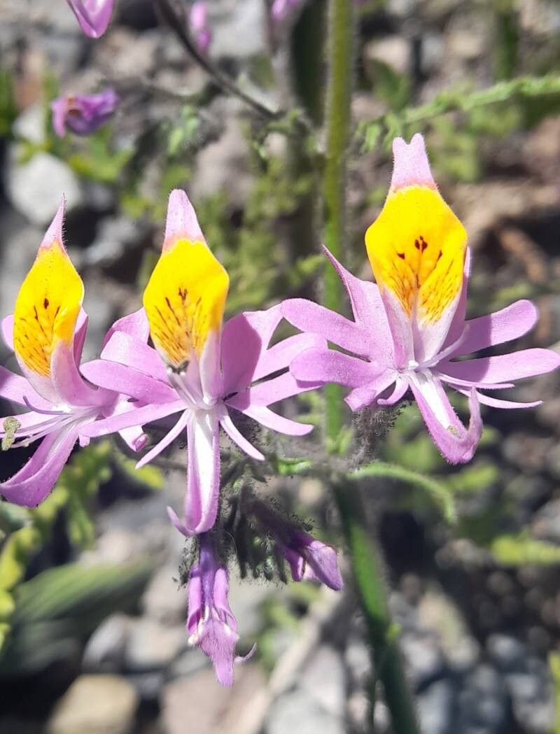 Schizanthus hookeri flower