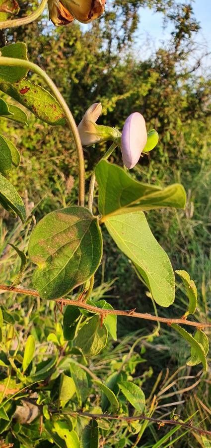 Vigna vexillata — search result for 'Vigna'