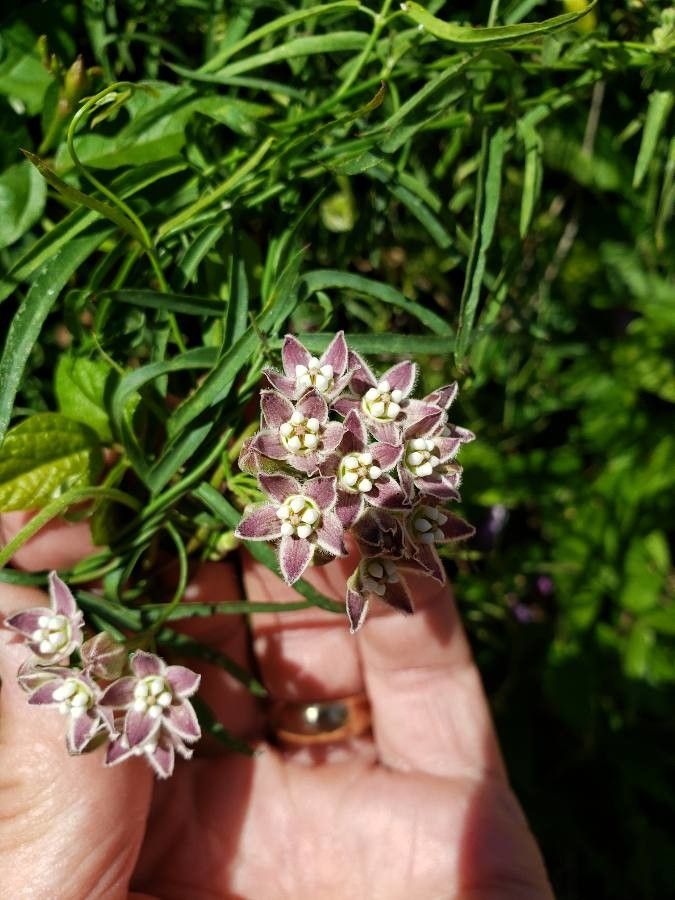 Funastrum cynanchoides flower