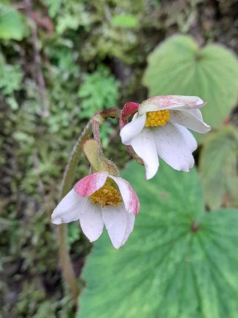 Begonia rubricaulis flower