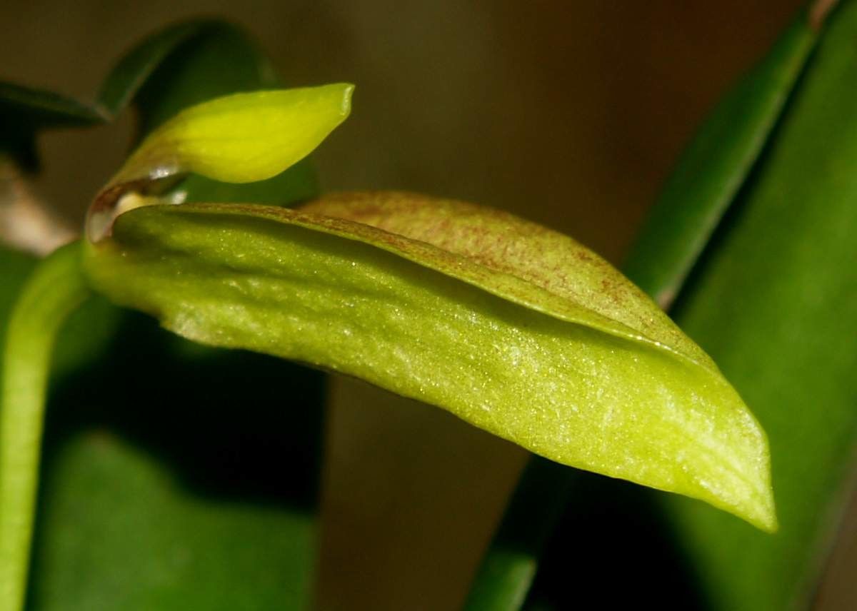 Bulbophyllum baladeanum leaf