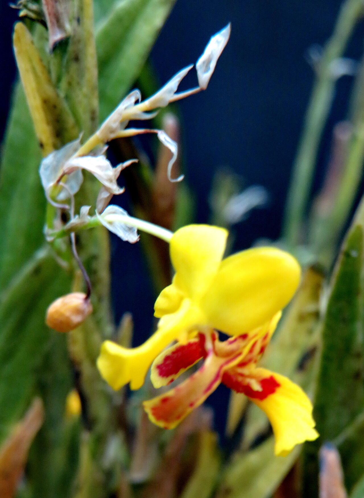 Lockhartia imbricata — related species from the same genus