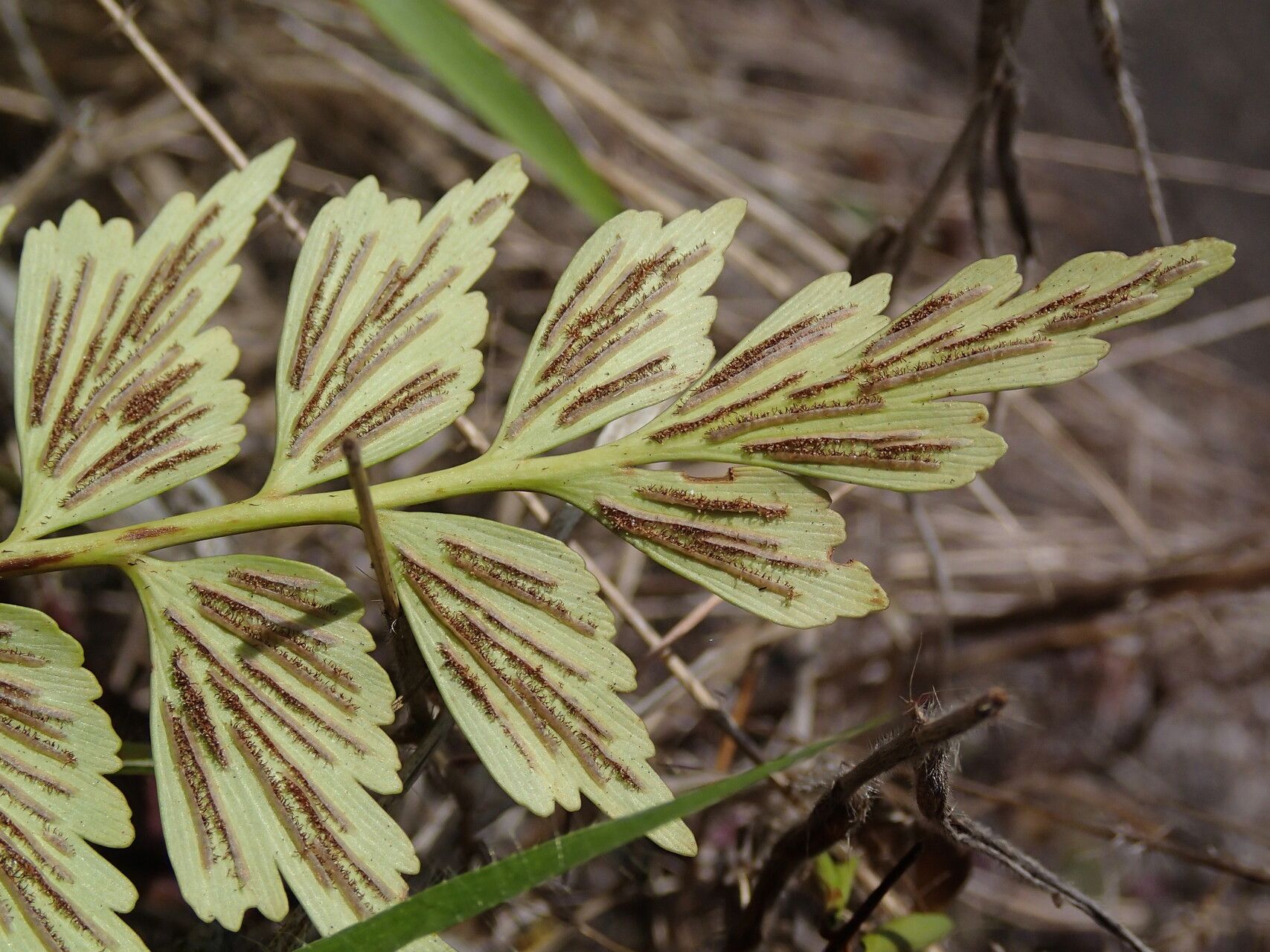 Asplenium stuhlmannii leaf