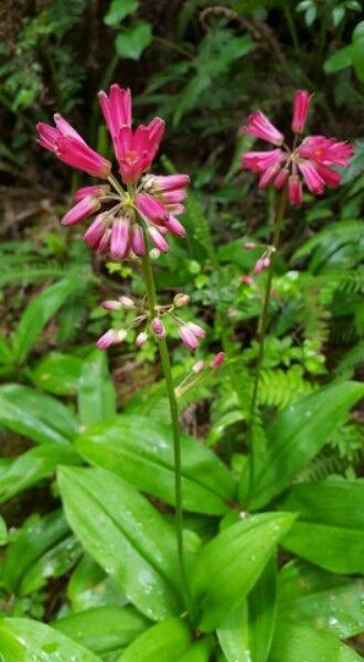 Clintonia andrewsiana — related species from the same genus