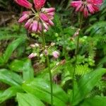 Clintonia andrewsiana