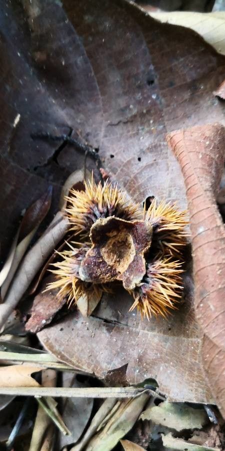 Castanea seguinii fruit