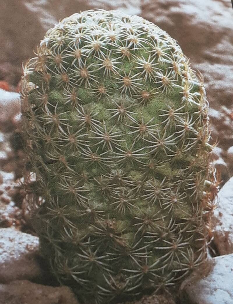 Sclerocactus johnsonii — houseplant care guide