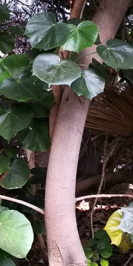 Hibiscus elatus bark