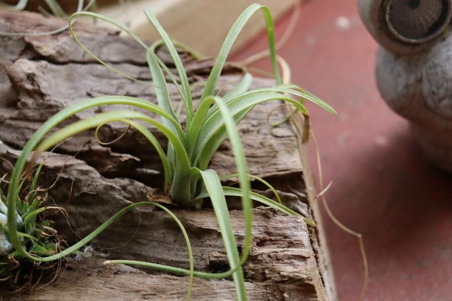 Tillandsia balbisiana leaf